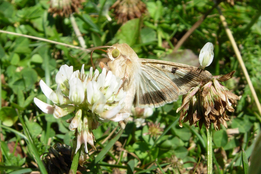 Helicoverpa armigera